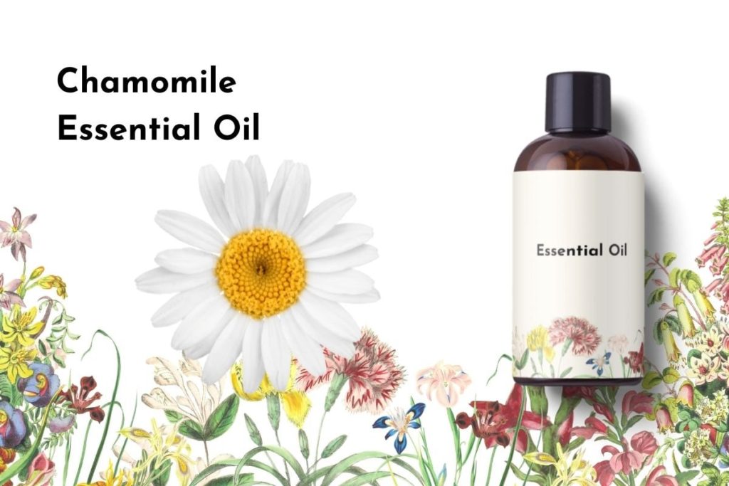 Chamomile Essential Oil