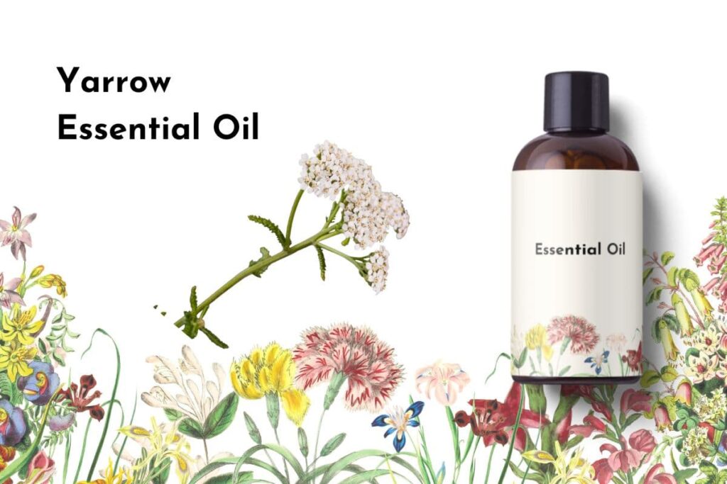 Yarrow Essential Oil