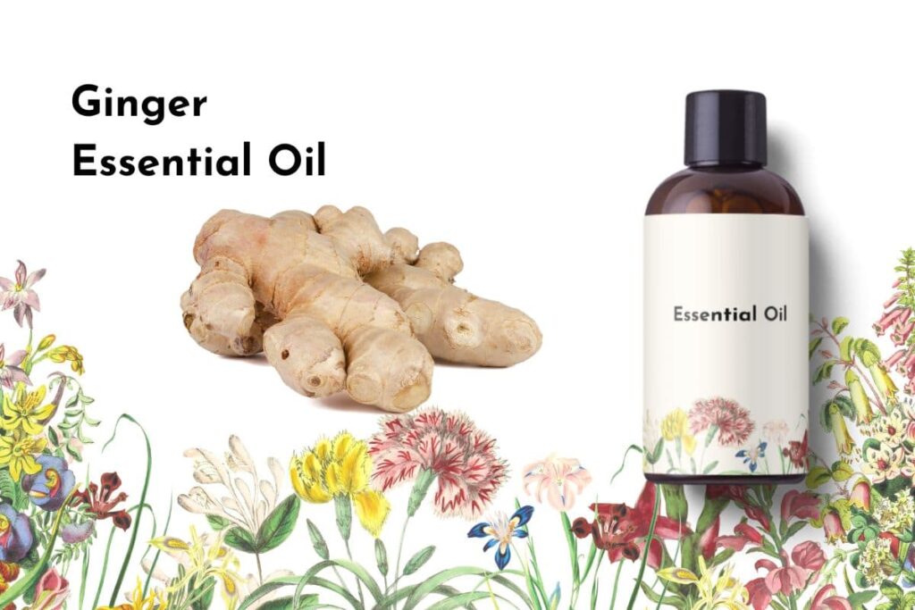 Ginger Essential Oil